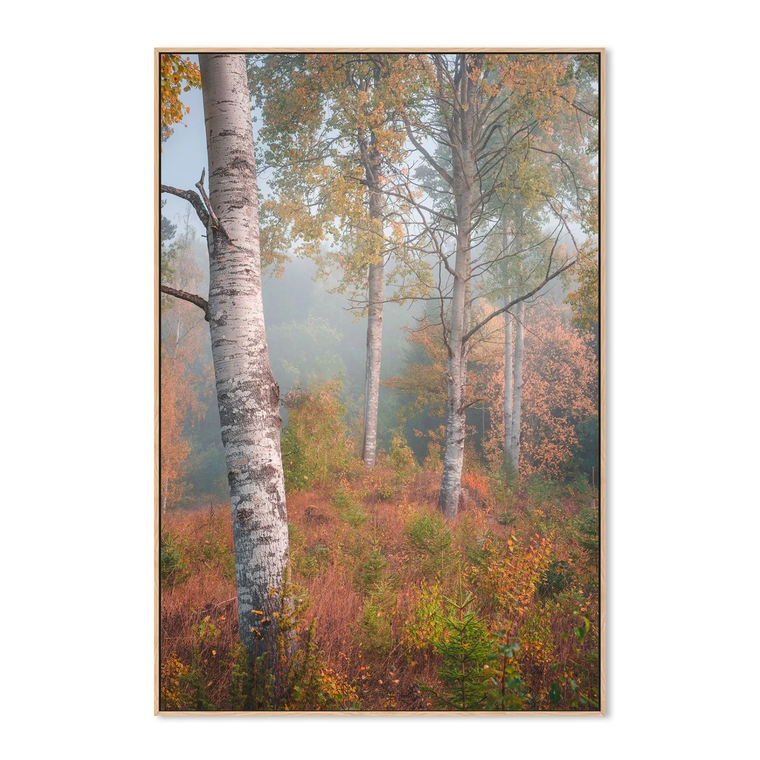 Autumn Birchtrees , By Christian Lindsten