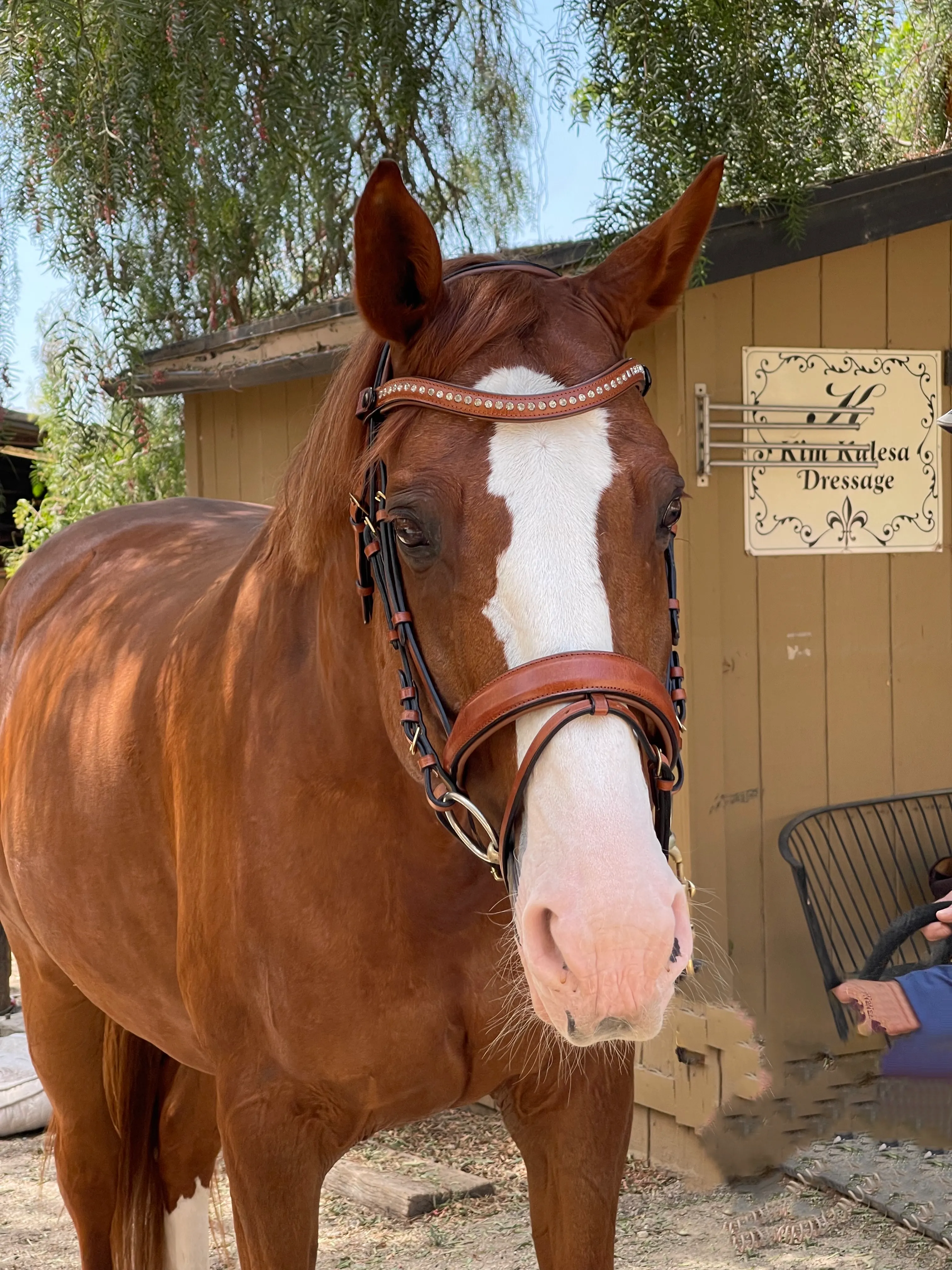 Savannah - Brown Leather Snaffle