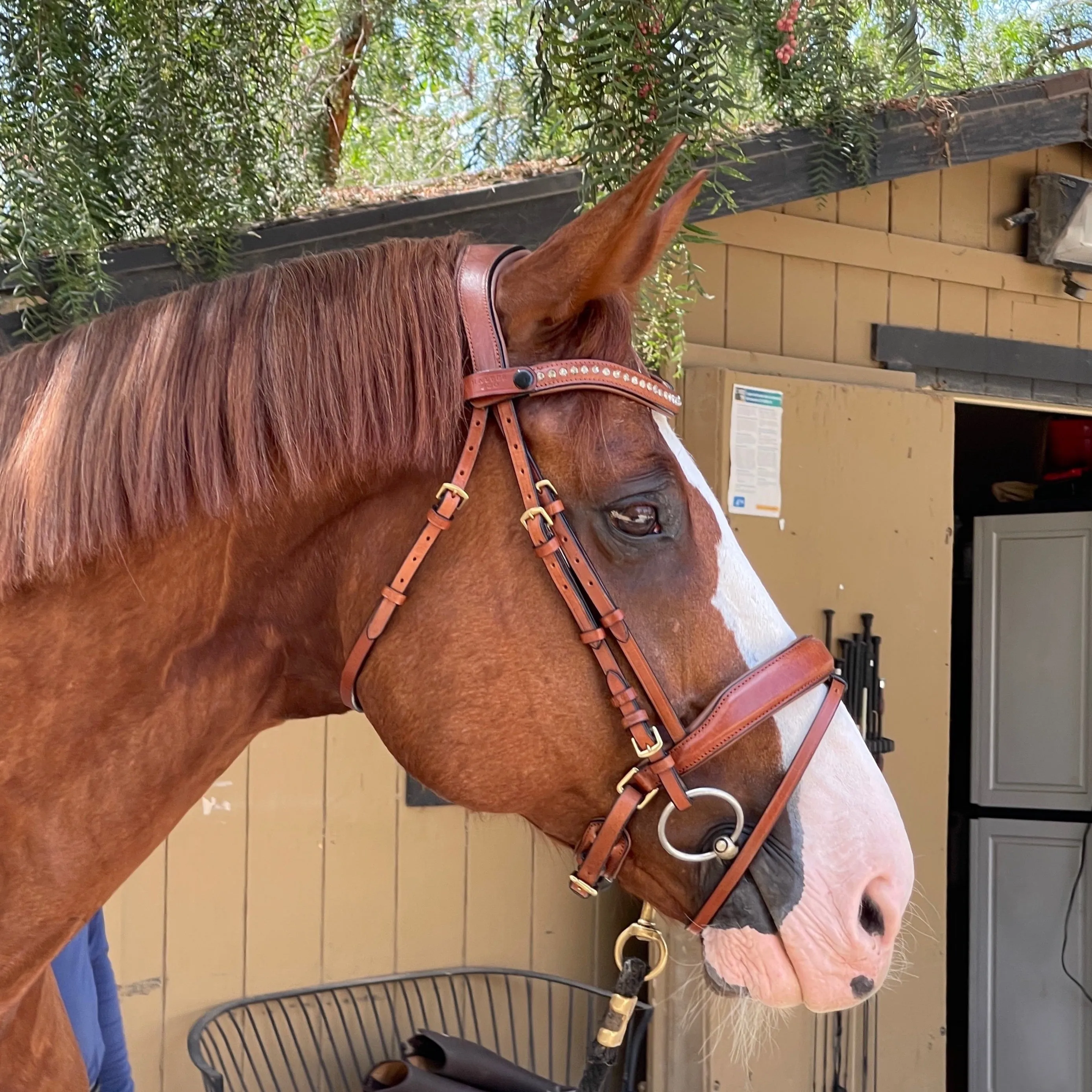 Savannah - Brown Leather Snaffle